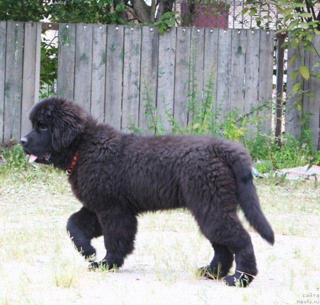 Фото: ньюфаундленд Бегущая по Волнам Харизма (Beguschaya po Volnam Harizma)