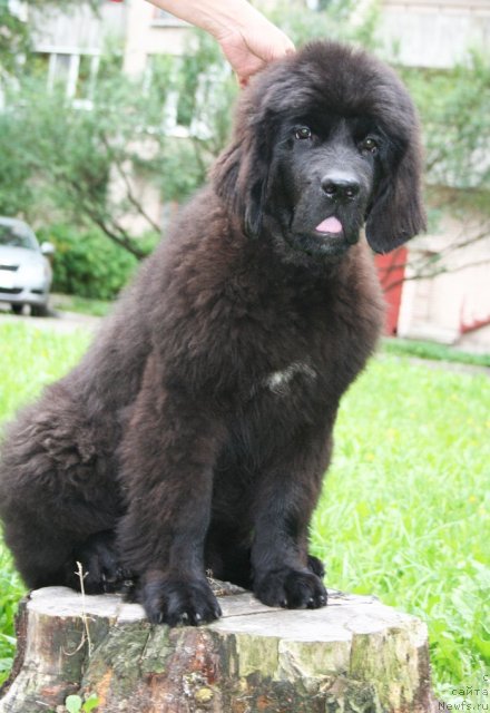 Фото: ньюфаундленд Бегущая по Волнам Харизма (Beguschaya po Volnam Harizma)