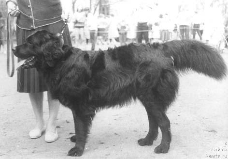 Фото: ньюфаундленд Нельси Хиви