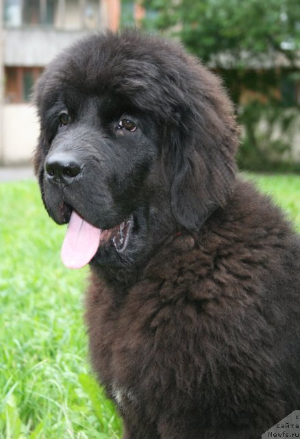 Фото: ньюфаундленд Бегущая по Волнам Харизма (Beguschaya po Volnam Harizma)