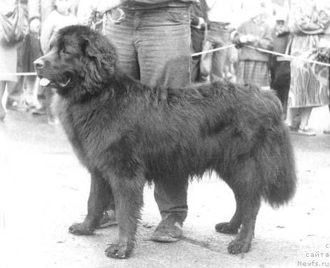 Фото: ньюфаундленд Найс Хиви