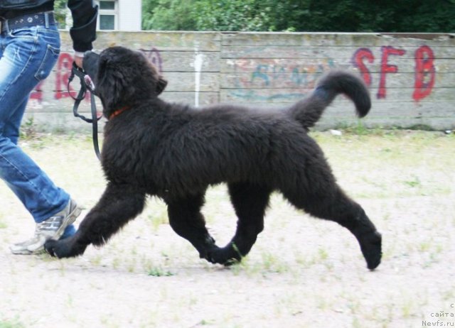Фото: ньюфаундленд Бегущая по Волнам Харизма (Beguschaya po Volnam Harizma)