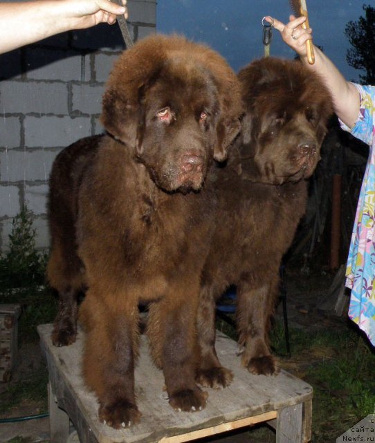 Фото: ньюфаундленд Фанньюф Ура Я с Вами, ньюфаундленд Фанньюф Госпожа Удача (Funnewf Gospozha Udacha)