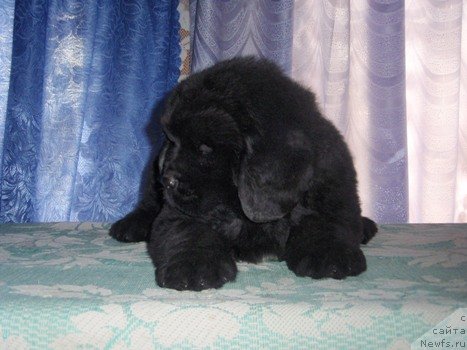 Фото: ньюфаундленд Анюта Виола Айз для Ньюфорт