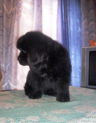 Фото: ньюфаундленд Анюта Виола Айз для Ньюфорт