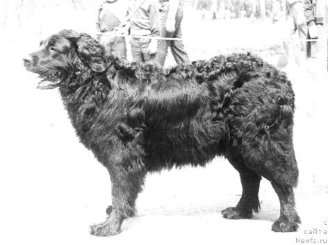 Фото: ньюфаундленд Хлоя Тин