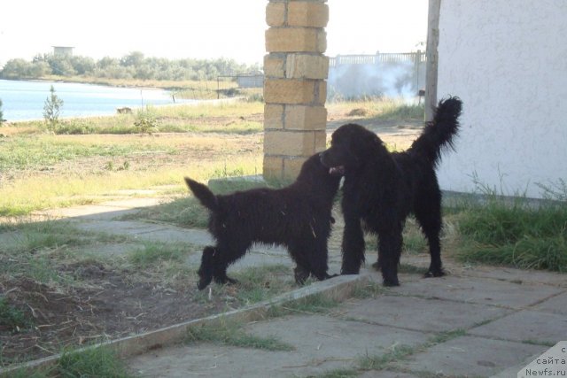 Фото: ньюфаундленд Бегущая по Волнам Хаста ла Виста (Beguschaya po Volnam Hasta la Vista), ньюфаундленд Бегущая по Волнам Регатта Катти Сарк