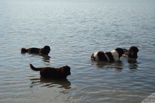 Фото: ньюфаундленд Бегущая по Волнам Хаста ла Виста (Beguschaya po Volnam Hasta la Vista), ньюфаундленд Бегущая по Волнам Регатта Катти Сарк, ньюфаундленд Маршал Шарм оф Бон Пари (Marshal Sharm of Bon Pari)