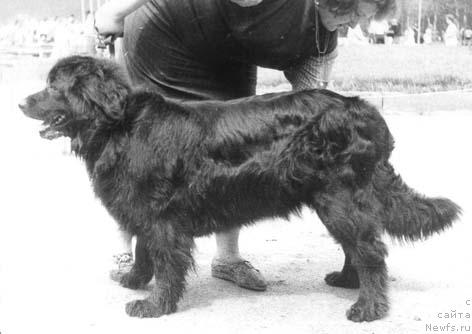 Фото: ньюфаундленд Джери