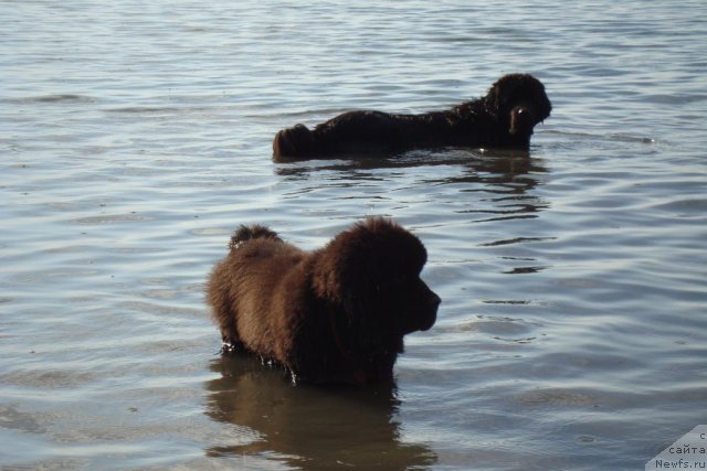 Фото: ньюфаундленд Бегущая по Волнам Хаста ла Виста (Beguschaya po Volnam Hasta la Vista), ньюфаундленд Topgallant's Aicedora