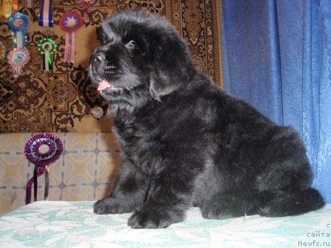 Фотография № 48453