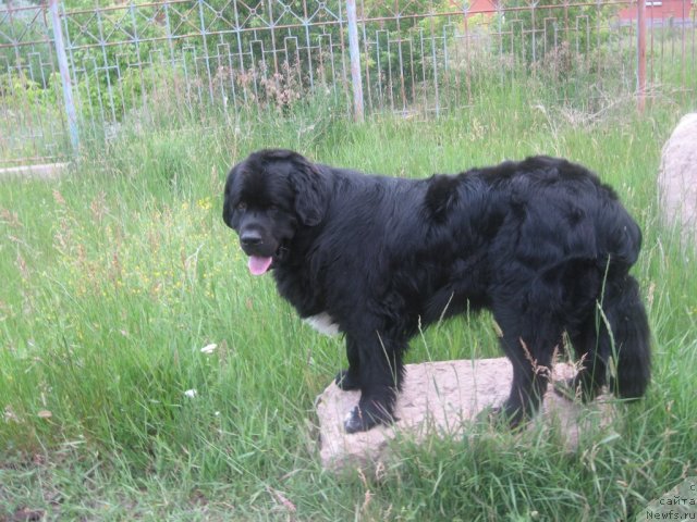 Фото: ньюфаундленд Маг Исполин Илья Муромец