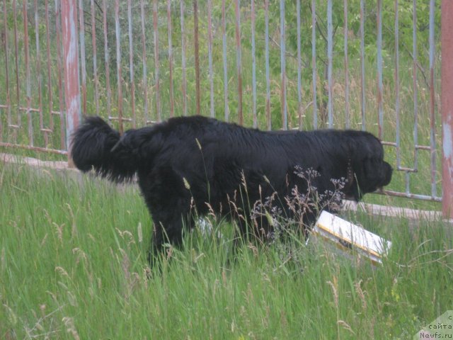 Фото: ньюфаундленд Маг Исполин Илья Муромец