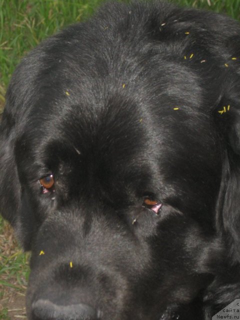 Фото: ньюфаундленд Маг Исполин Илья Муромец