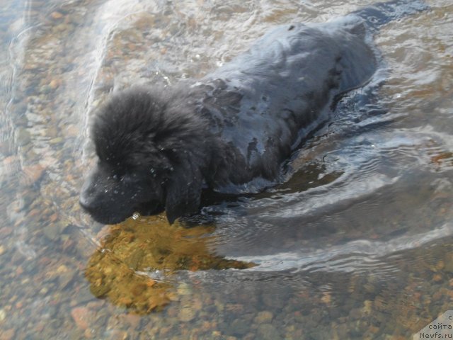 Фото: ньюфаундленд Питерньюф Ча-Ча-Ча