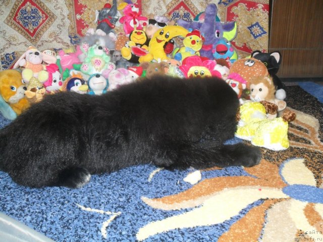 Фото: ньюфаундленд Питерньюф Ча-Ча-Ча