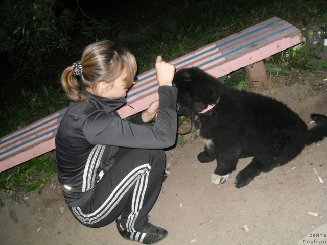 Фото: ньюфаундленд Питерньюф Ча-Ча-Ча