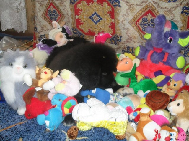 Фото: ньюфаундленд Питерньюф Ча-Ча-Ча