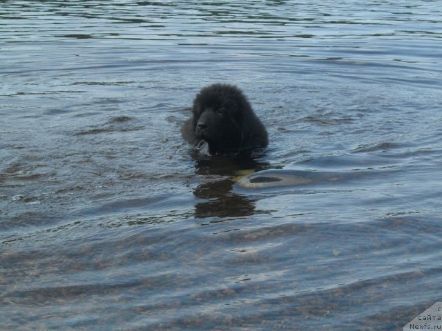 Фото: Сандра Тарвидаите, ньюфаундленд Питерньюф Ча-Ча-Ча
