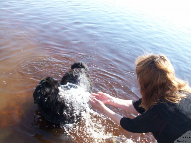 Фото: ньюфаундленд Ярада из Сибирской Глубинки (Yarada iz Sibirskoy Glubinki)