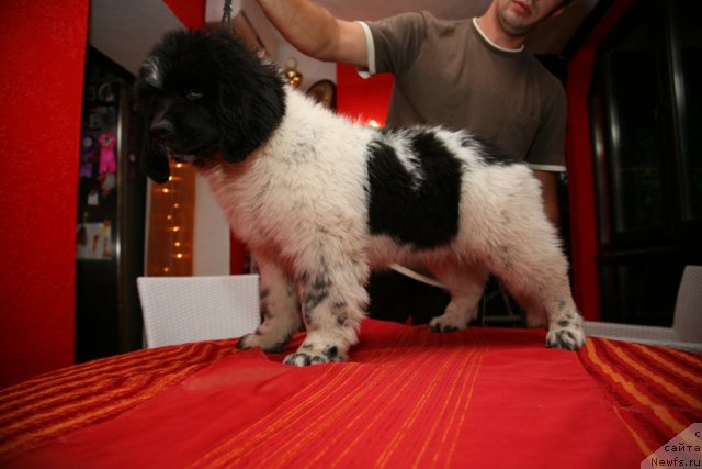 Фото: ньюфаундленд Аквиан Сонг Зеро Гравити (Akvian Song Zero Graviti)