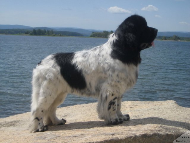 Фото: ньюфаундленд Кипер Соул Дар Моего Сердца Даниель (Keeper Soul Dar Moego Serdtsa Daniel)