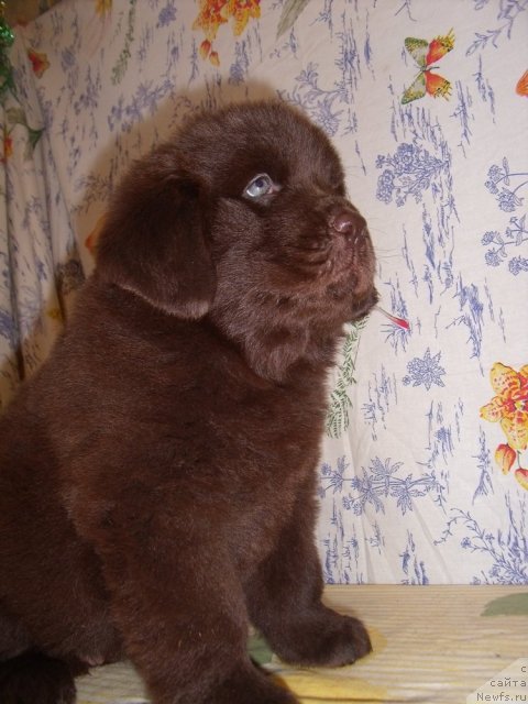 Фотография № 48488