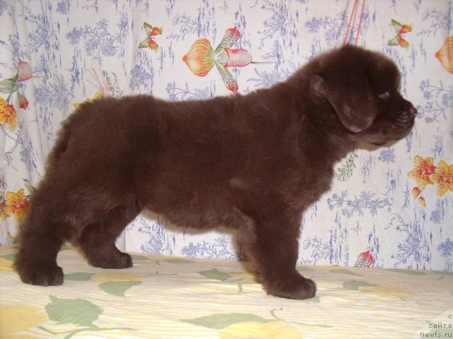 Фотография № 48489