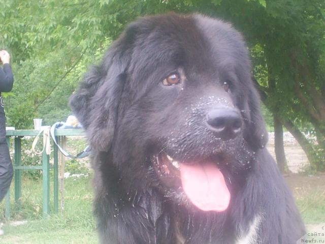Фото: ньюфаундленд Маг Исполин Игрунья (Mag Ispolin Igrunia)