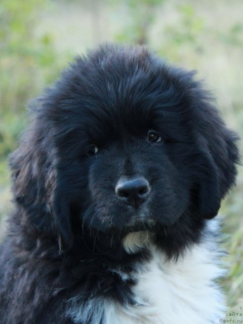 Фото: ньюфаундленд Икона Стиля