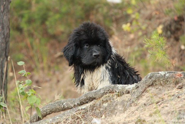 Фото: ньюфаундленд Аквиан Сонг Зес Трибьют ту Фешен