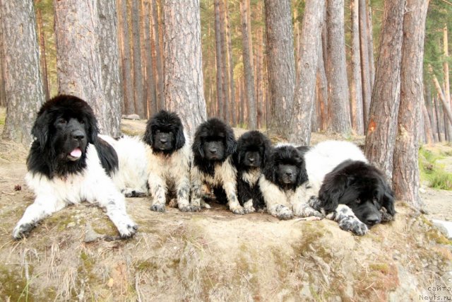 Фото: ньюфаундленд Плюшевая Панда Ла Белла, ньюфаундленд Аквиан Сонг Зест Бьютифул (Akvian Song Zest Beautiful), ньюфаундленд Аквиан Сонг Зес Трибьют ту Фешен, Икона Стиля, ньюфаундленд Аквиан Сонг Зиппи Панда, ньюфаундленд Супер Бизон Арго (Super Bizon Argo)