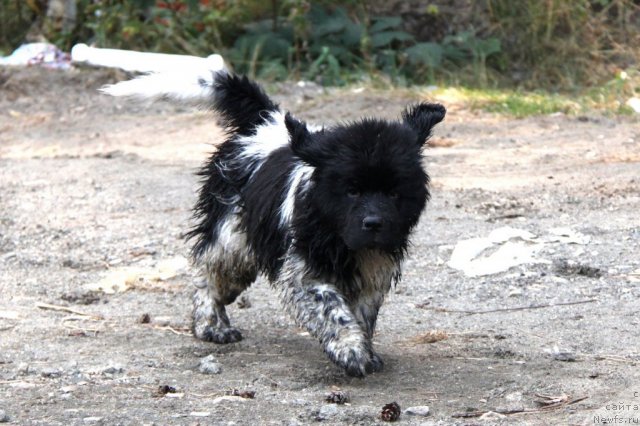 Фото: ньюфаундленд Аквиан Сонг Зес Трибьют ту Фешен