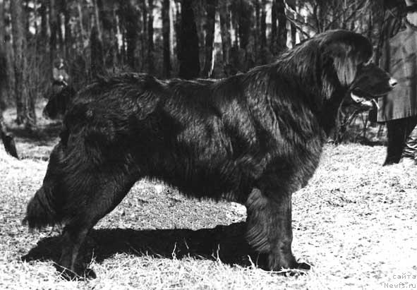 Фото: ньюфаундленд Флосер Максвелл (Floser Maksvell)