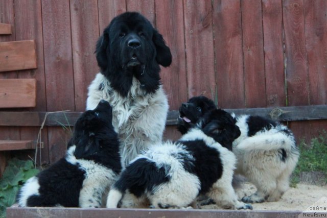 Фото: ньюфаундленд Супер Бизон Арго (Super Bizon Argo), ньюфаундленд Аквиан Сонг Зест Бьютифул (Akvian Song Zest Beautiful), ньюфаундленд Аквиан Сонг Зес Трибьют ту Фешен, ньюфаундленд Аквиан Сонг Зиппи Панда