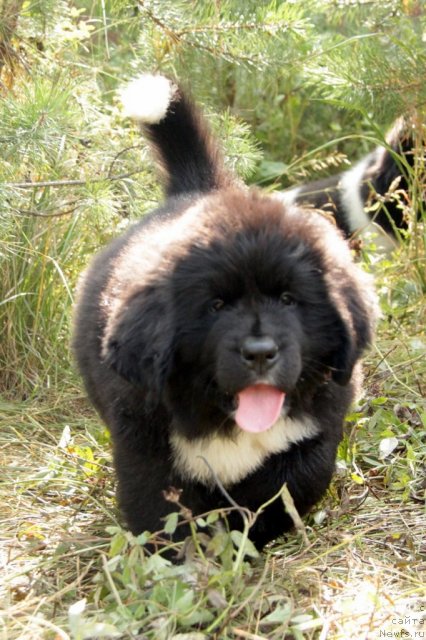 Фото: ньюфаундленд Икона Стиля