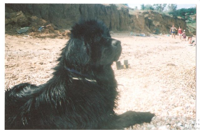 Фото: ньюфаундленд Грациозный со Звездного Неба