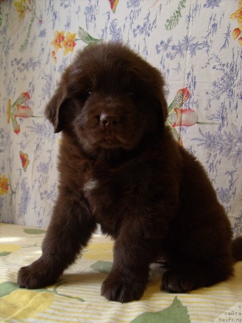 Фото: ньюфаундленд Фанньюф Анна Барбара Иулия