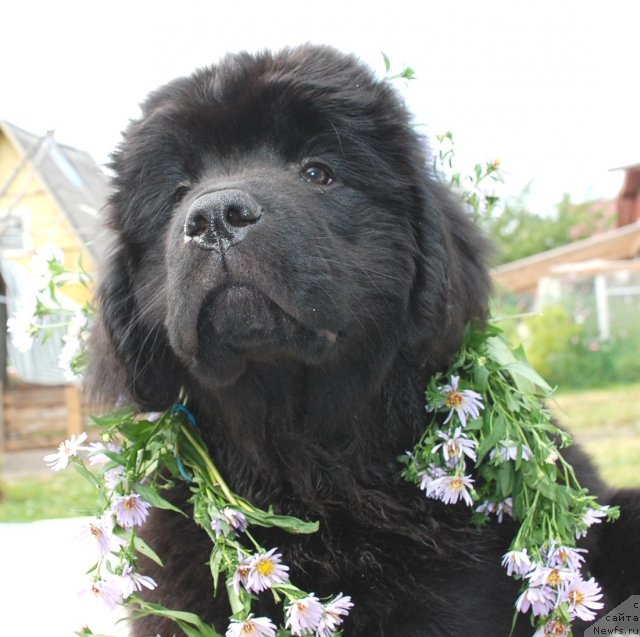 Фото: ньюфаундленд Целого Мира Мало из Аркаима (Tselogo Mira Malo iz Arkaima)