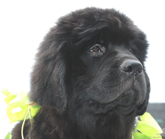 Фото: ньюфаундленд Центр Мироздания из Аркаима (Tsentr Mirozdaniya iz Arkaima)