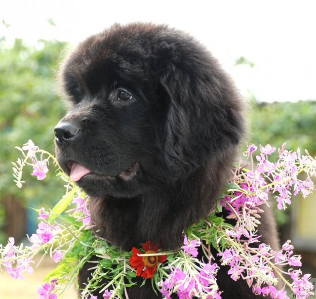 Фото: ньюфаундленд Цветок Лотоса ФраБелла из Аркаима