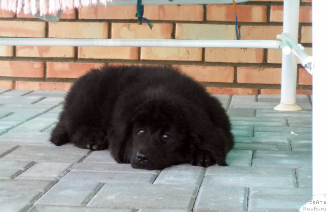 Фото: ньюфаундленд Чудная Красавица