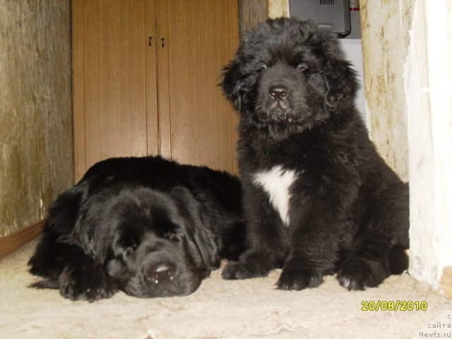 Фото: ньюфаундленд Бианка Вайт Пэрл, ньюфаундленд Изумруд Моей Души