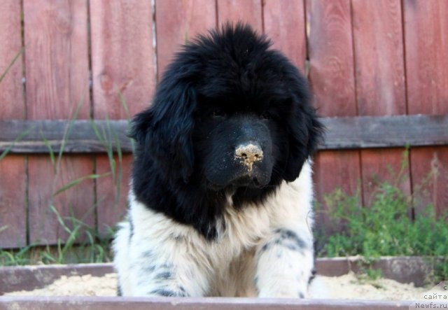 Фото: ньюфаундленд Аквиан Сонг Зес Трибьют ту Фешен