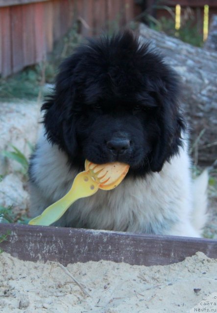 Фото: ньюфаундленд Аквиан Сонг Зиппи Панда