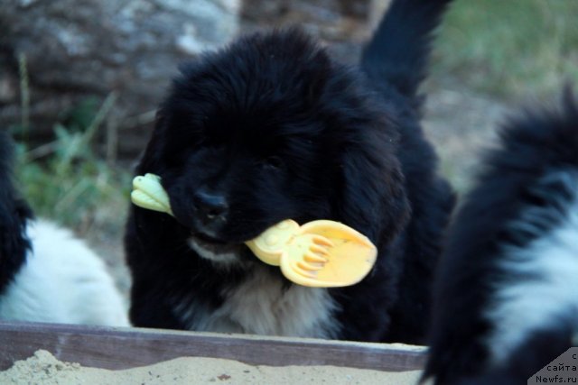 Фото: ньюфаундленд Икона Стиля