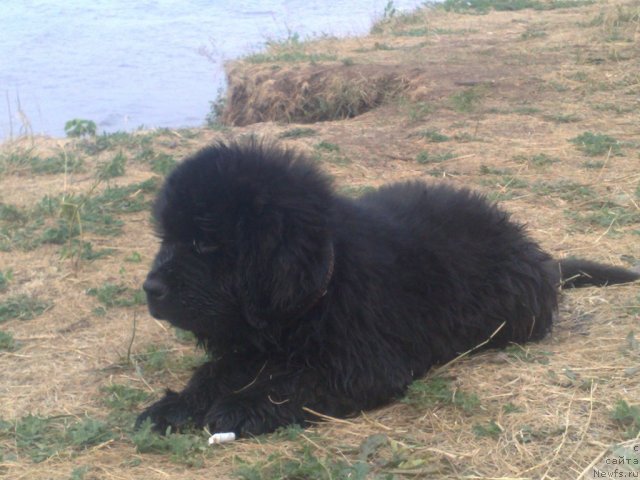 Фото: ньюфаундленд Илья Муромец