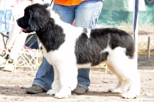 Фотография № 48557