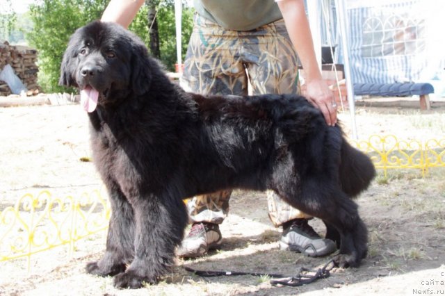 Фото: ньюфаундленд Лондонский Денди