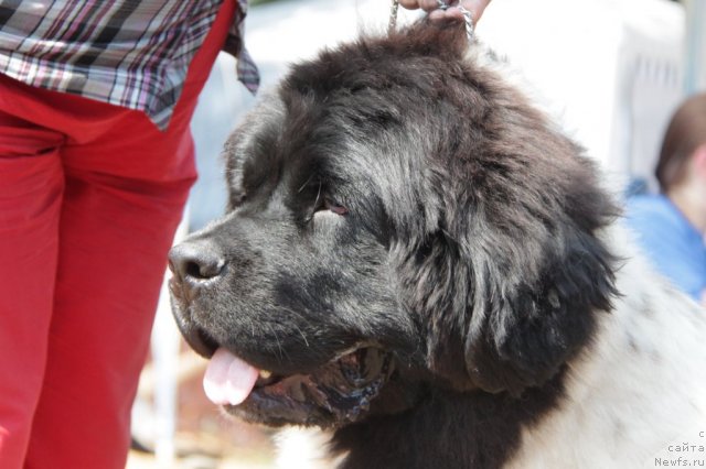 Фото: ньюфаундленд Кипер Соул Жемчужный Король